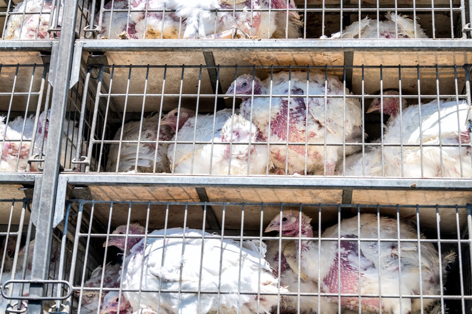 Turks are crowded in a cage on a factory farm.
