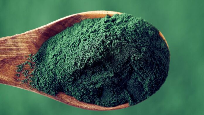 A wooden spoonful of dark green spirulina powder.